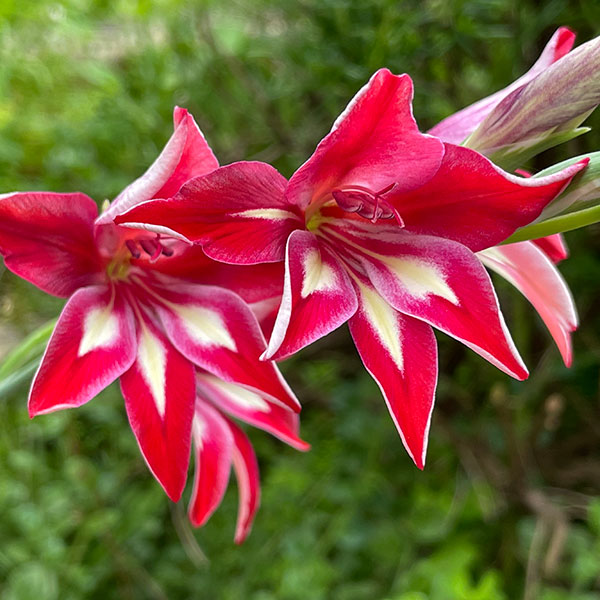 Gladiolus cardinalis - Hybrid