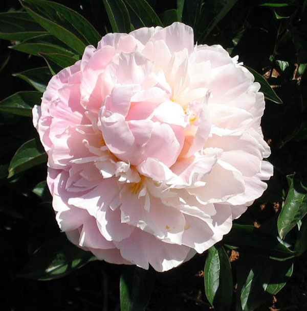 Herbaceous Paeony Rose Marguerite Gerard