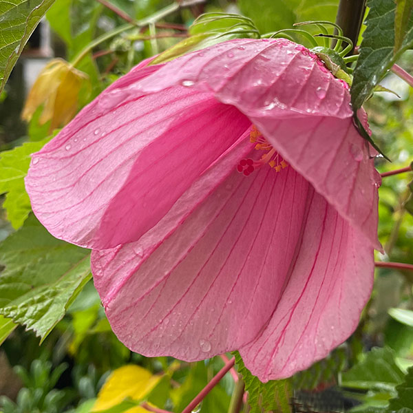 Hibiscus moscheutos 'Ascot Pink'