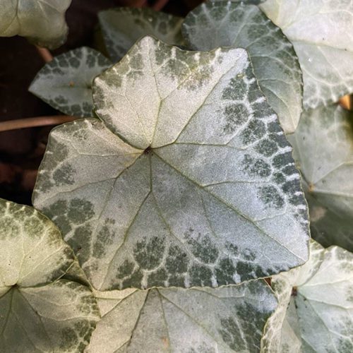 cyclamen silver leaf form