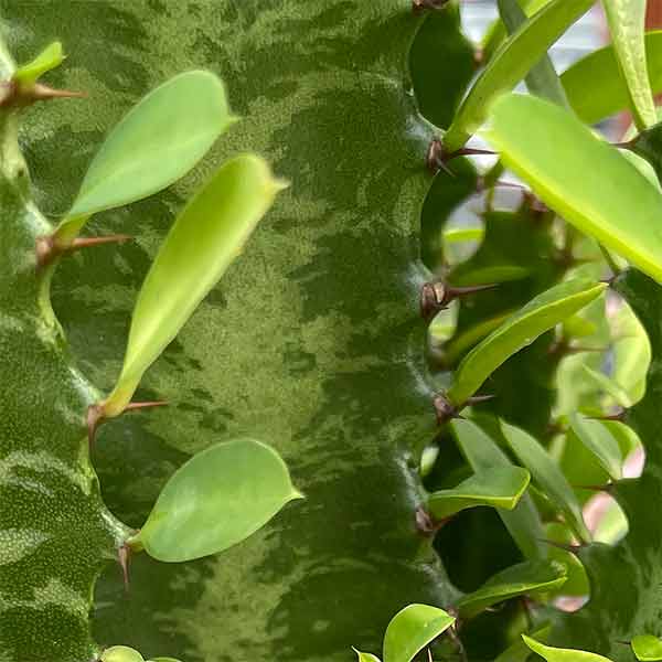 Euphorbia trigona - Thorns Close Up