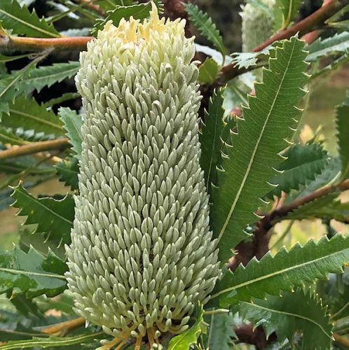Banksia serrata - Flower