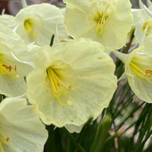 daffodil show