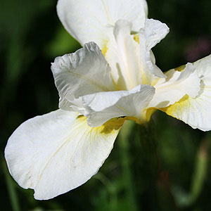 White Siberian Iris