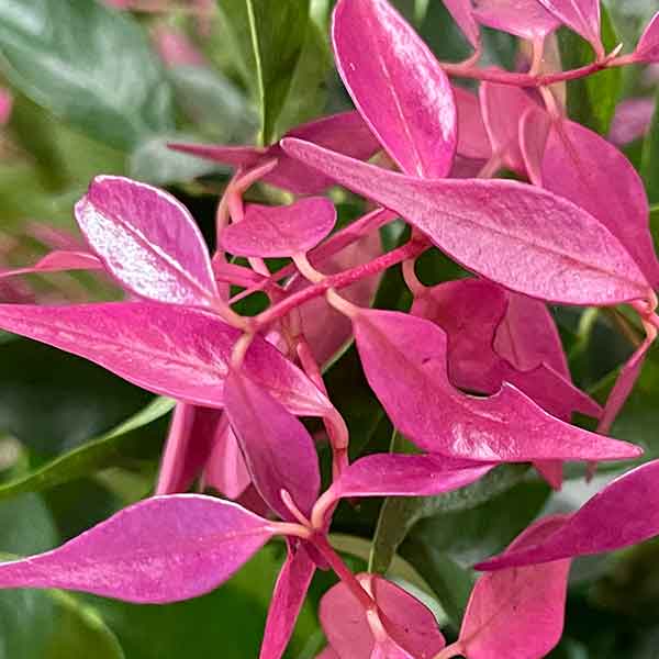 Syzygium luehmannii - Riberry Lilly Pilly