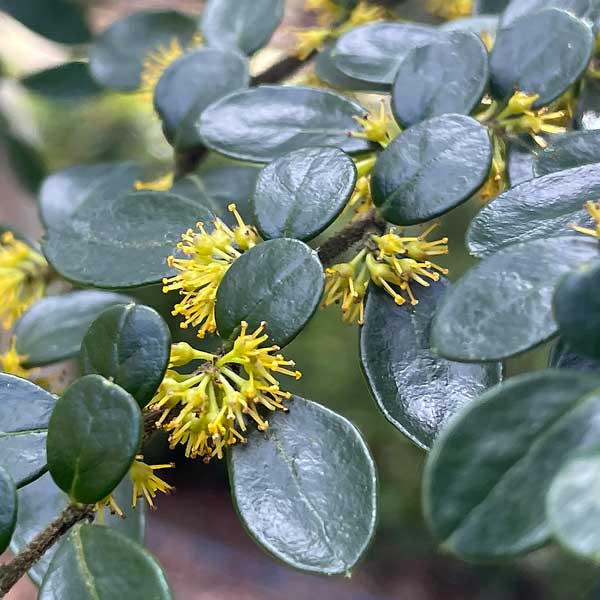 Azara microphylla - foliage detail
