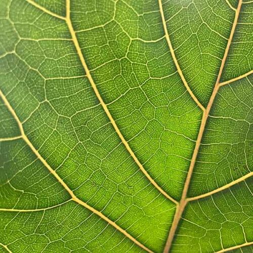 Fiddle Leaf Fig Foliage - Reverse