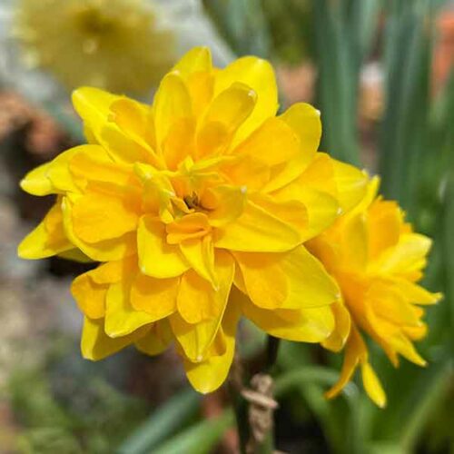 Miniature Daffodil 'Tete Boucle'