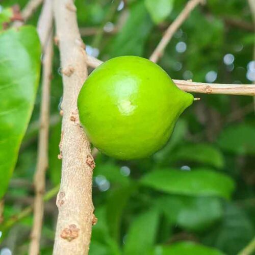 Abiu Fruit on Tree