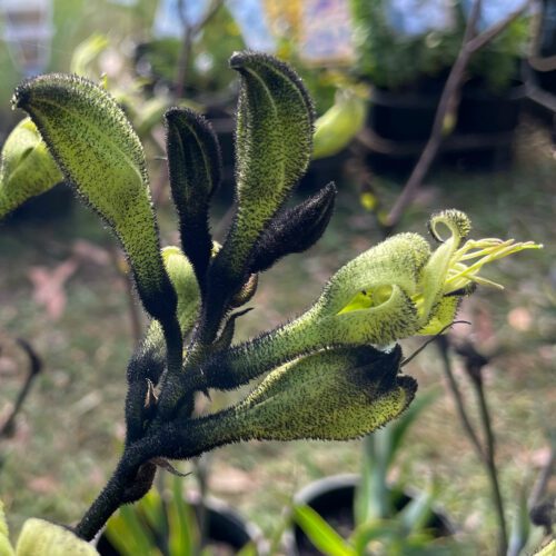 Black Kangaroo Paw - Macropidia fuliginosa