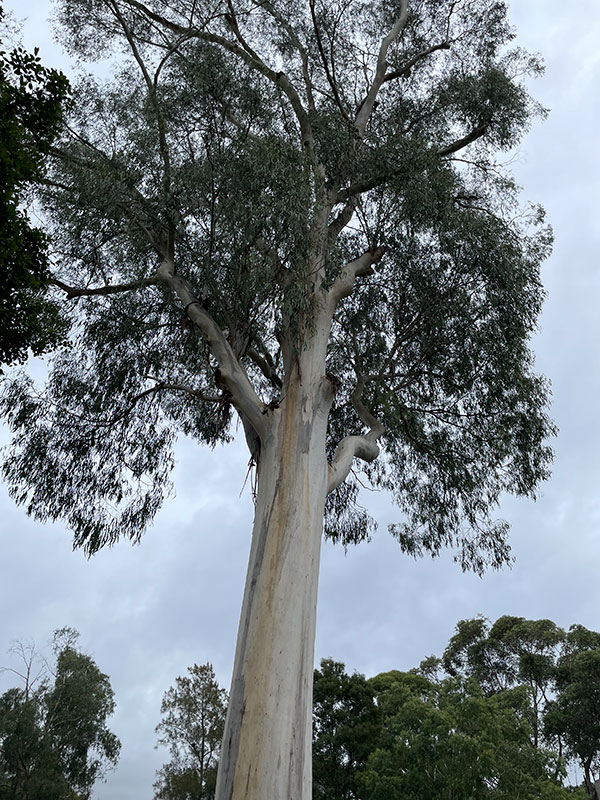 Eucalyptus viminalis - Manna Gum