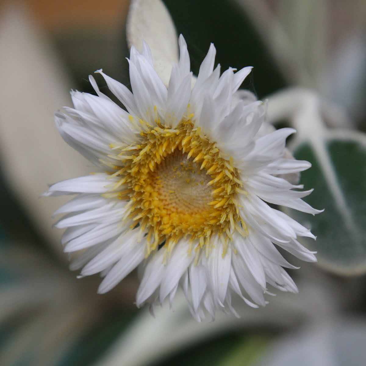Pachystegia insignis Marlborough rock daisy