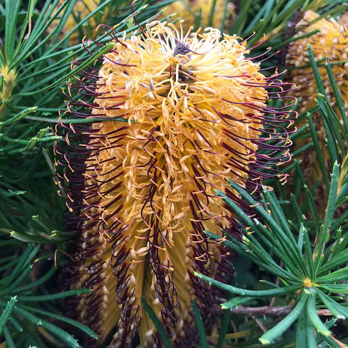 Banksia spinulosa 'Coastal Cushion' -Flower Detail