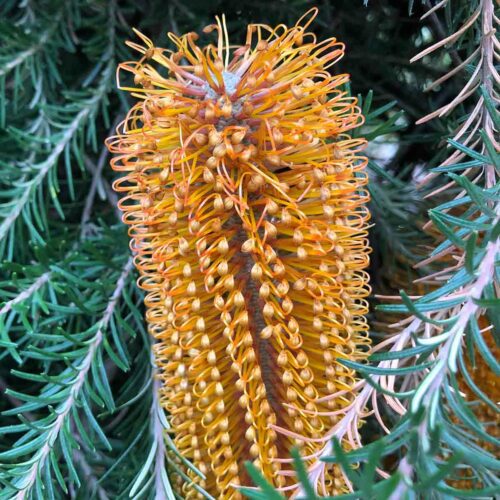 banksia yellow king
