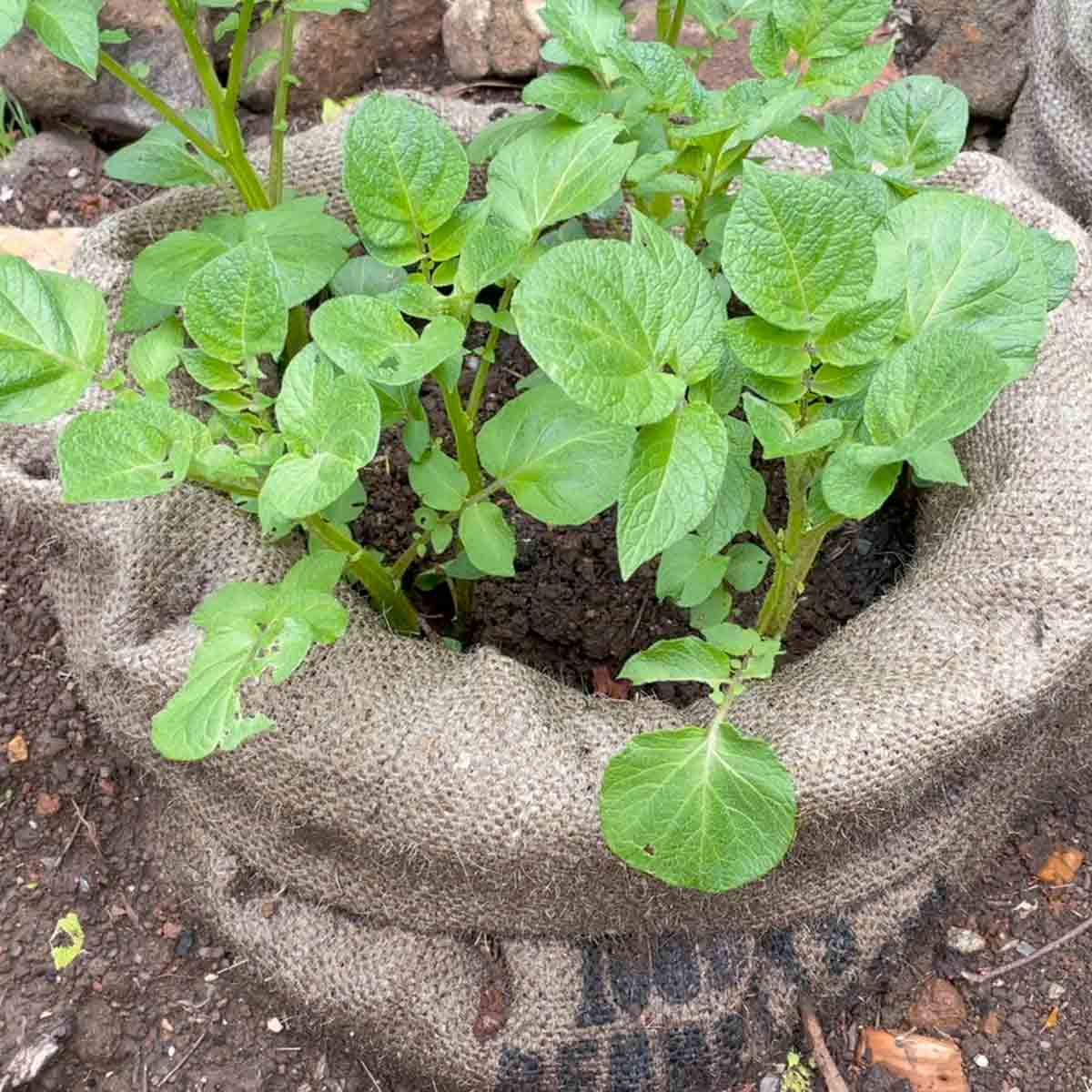 Grow Potatoes in Bags
