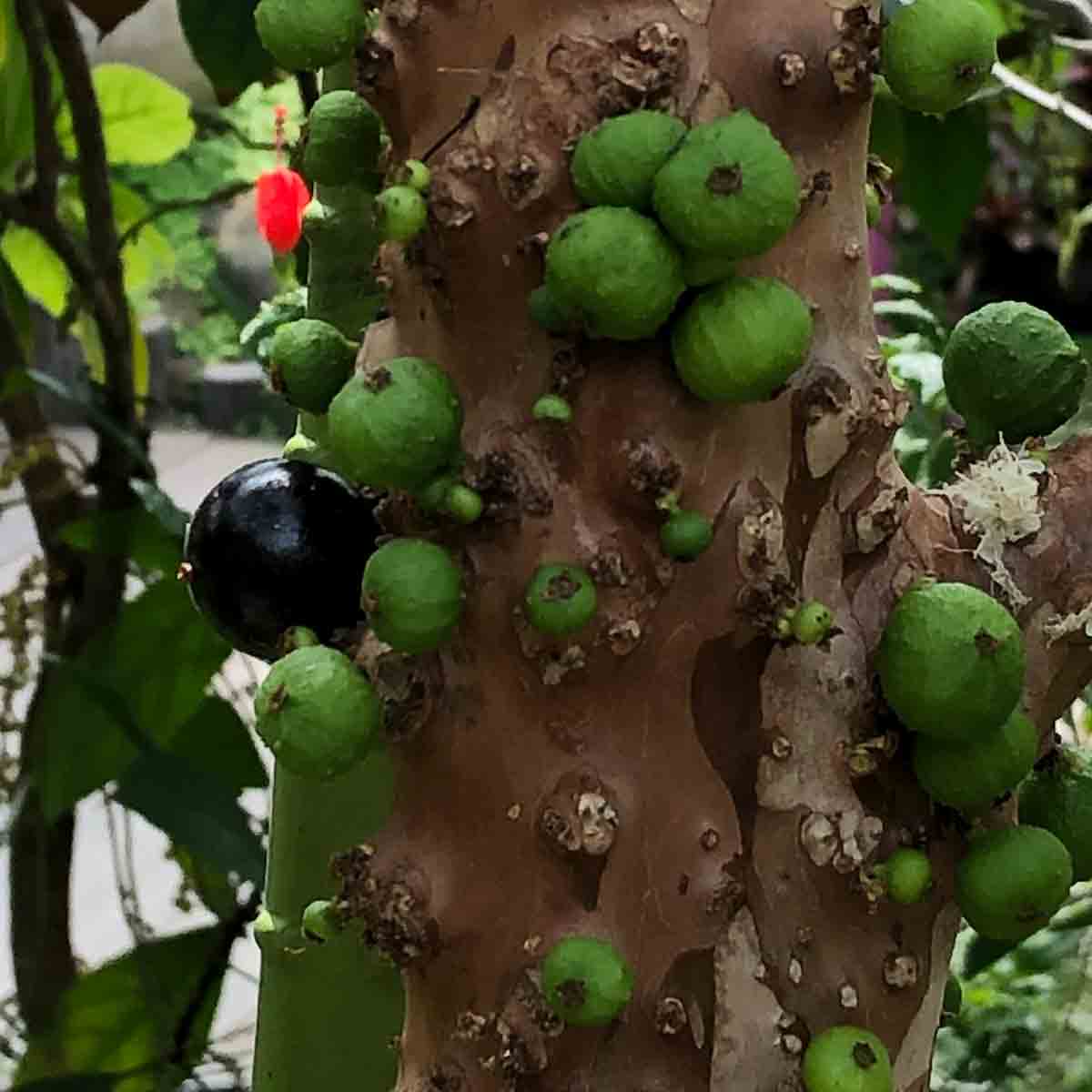 jaboticaba fruit tree
