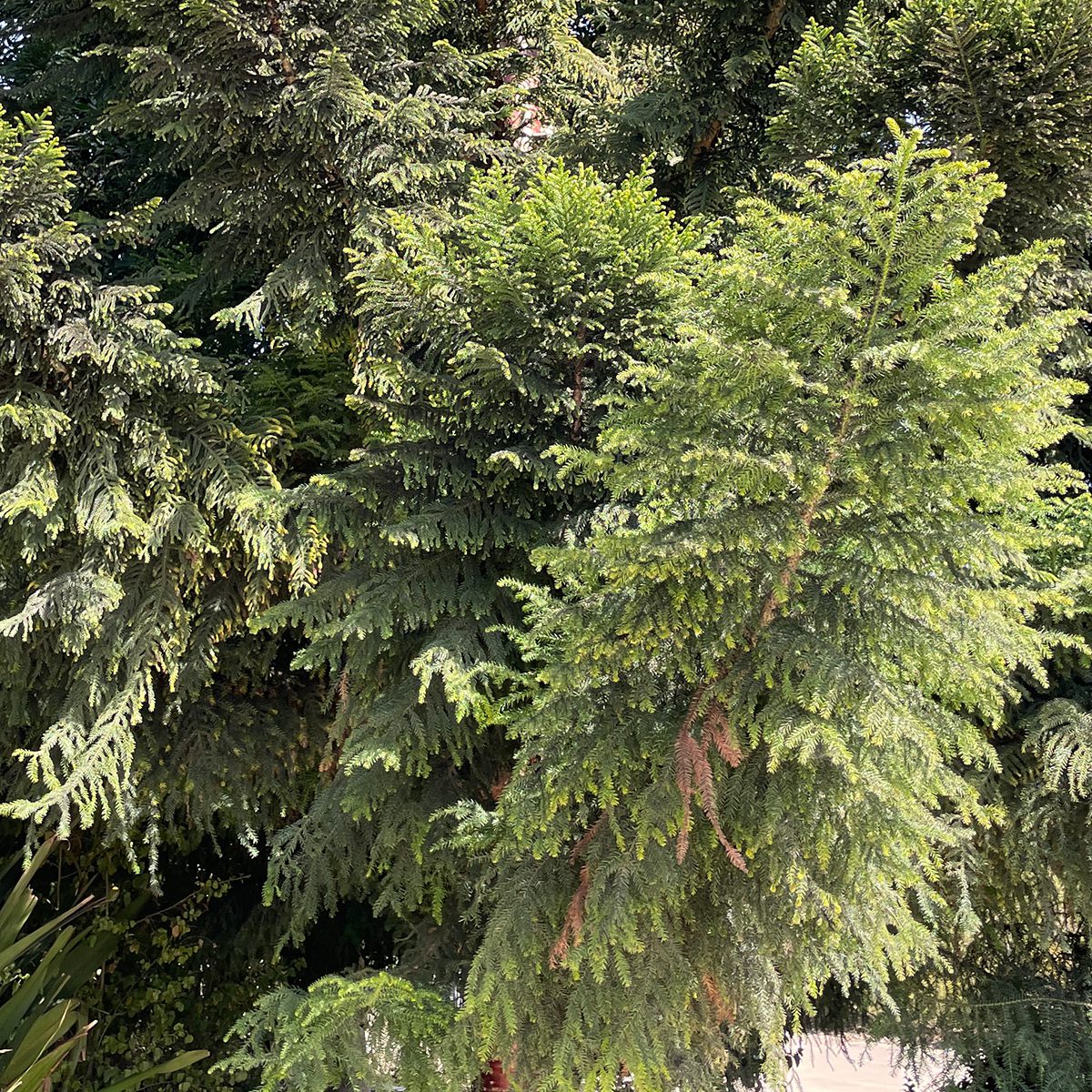 Araucaria cunninghamianii or ‘Hoop Pine’  Foliage