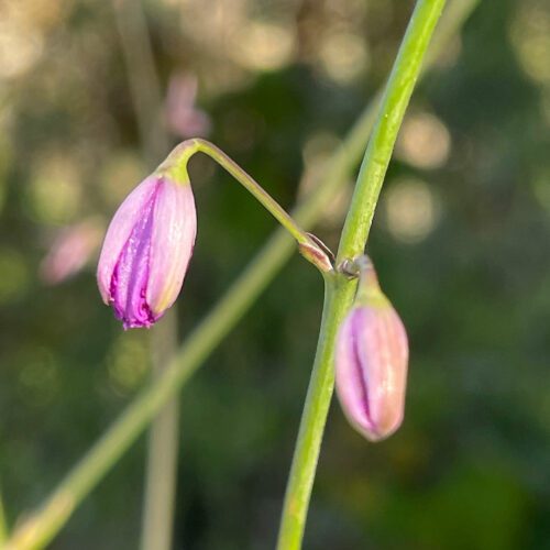 Arthropodium strictum Flower Buds- The Chocolate Lily