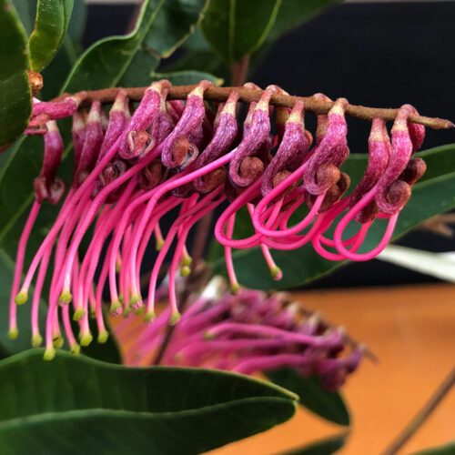 Grevillea 'Poorinda Royal Mantle'