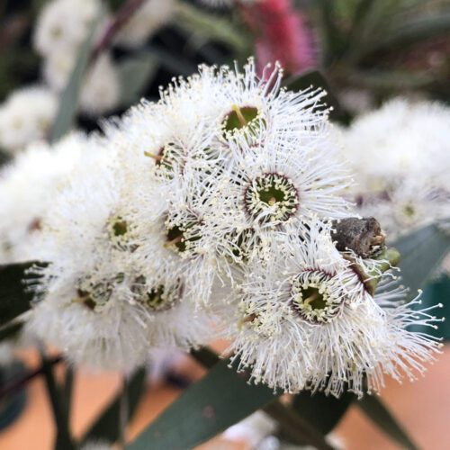 Eucalyptus gregsoniana - Little Snowman