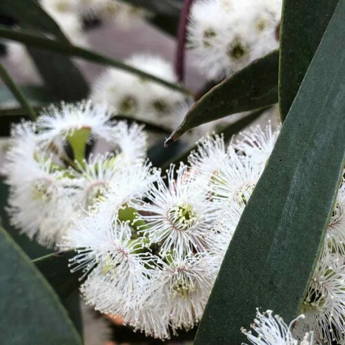 Eucalyptus pauciflora - Snow gum - Flowers and Leaves 