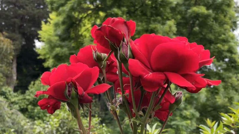Floribunda Type Rose