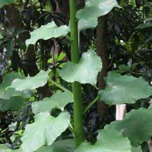 Cardiocrinum giganteum - Foliage