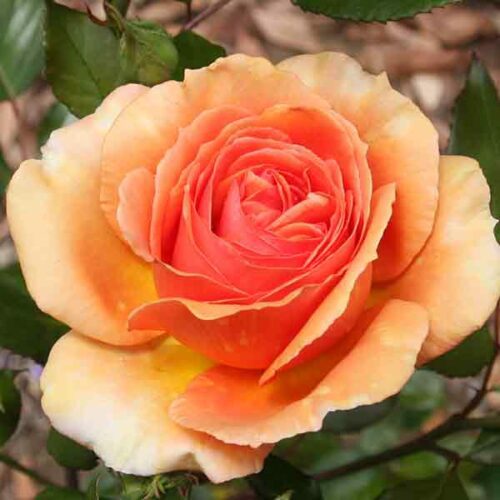 Ashram Standard Rose