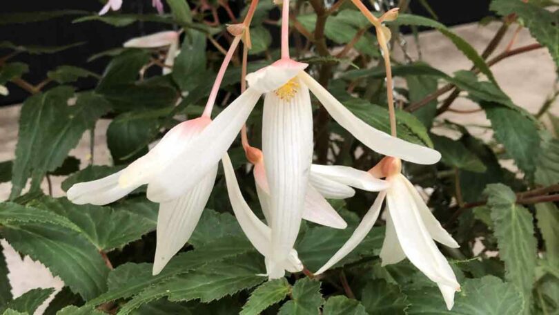 Begonia boliviensis - White Flowering Form