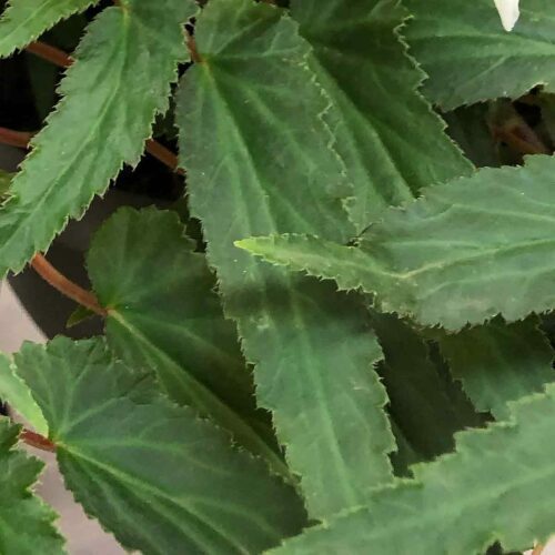 Begonia boliviensis - Foliage