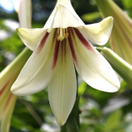 cardiocrinum giganteum lower detail
