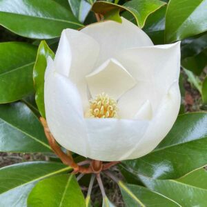 Magnolia Kay Parris Flower