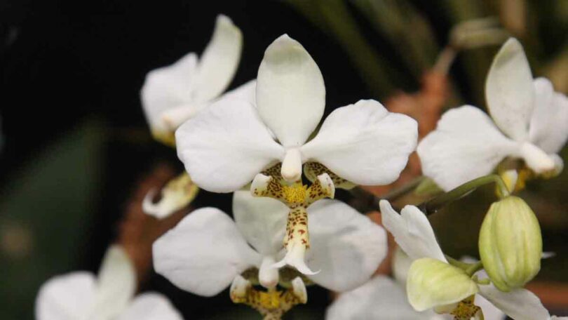 Phalaenopsis stuartiana - Moth Orchid