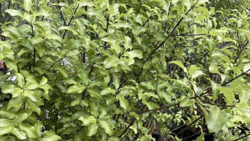 Pittosporum tenuifolium Hedge