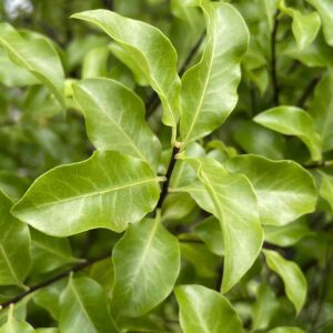 Pittosporum tenuifolium - Foliage