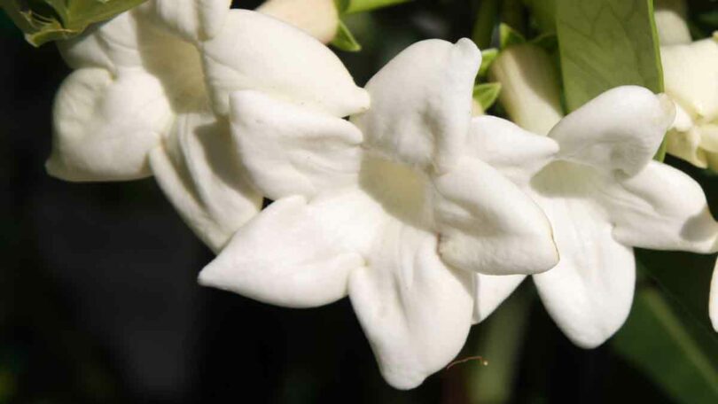 Stephanotis floribunda 'Madagascar Jasmine'