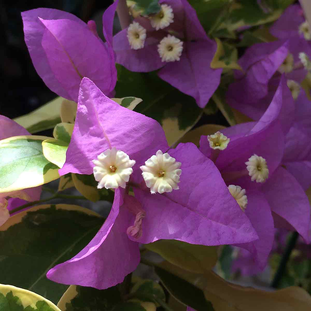 Bougainvillea Flower Detail