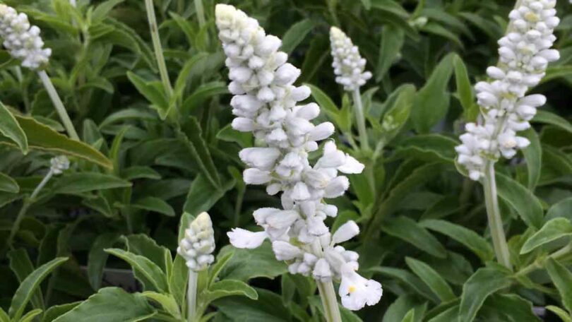 Salvia farinacea - Victoria White Variety