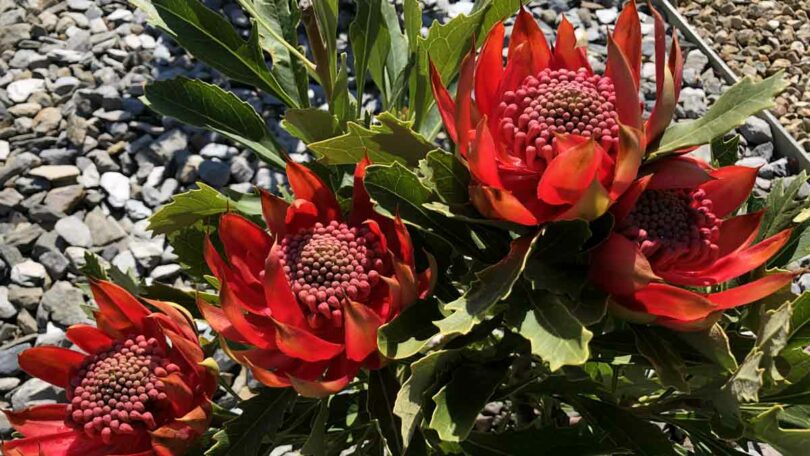 Telopea speciosissima - New South Wales Red Waratah