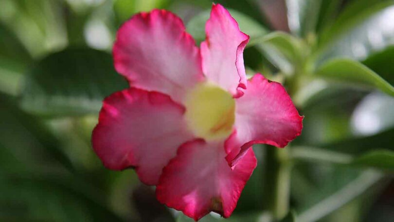 Desert Rose - Adenium Obesum Flower