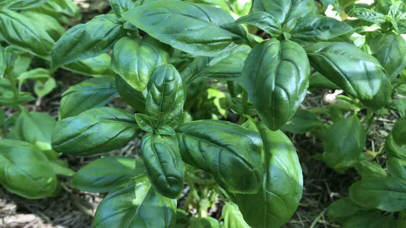 Sweet Basil Plant - 'Genovese basil'