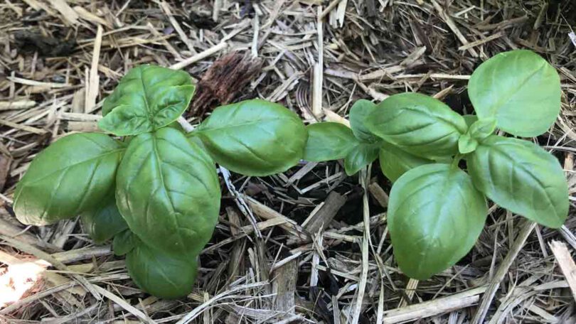 Newly Planted 'Genovese' Basil Seedlings