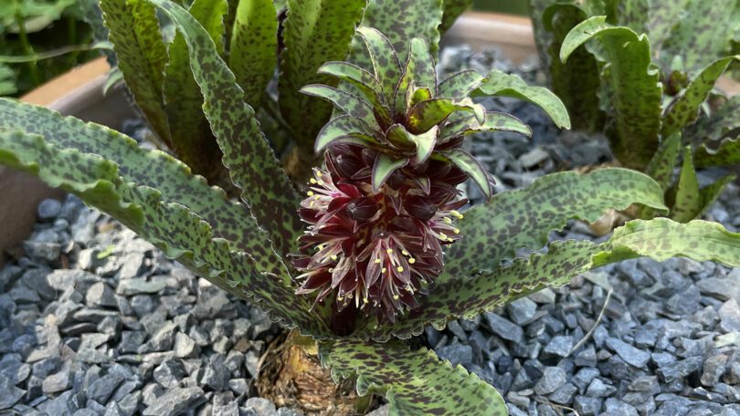 Eucomis vandermerwei - Pineapple Lily