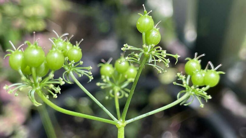 Green Coriander Seeds
