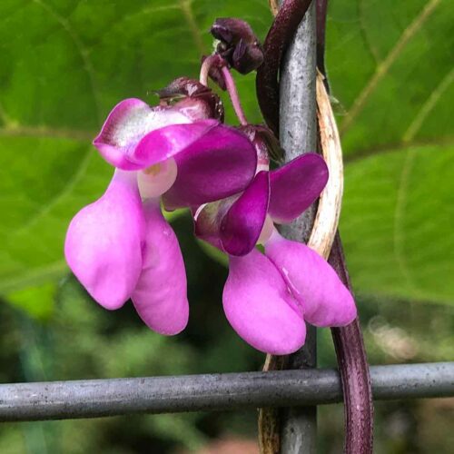 Purple King Bean Flowers
