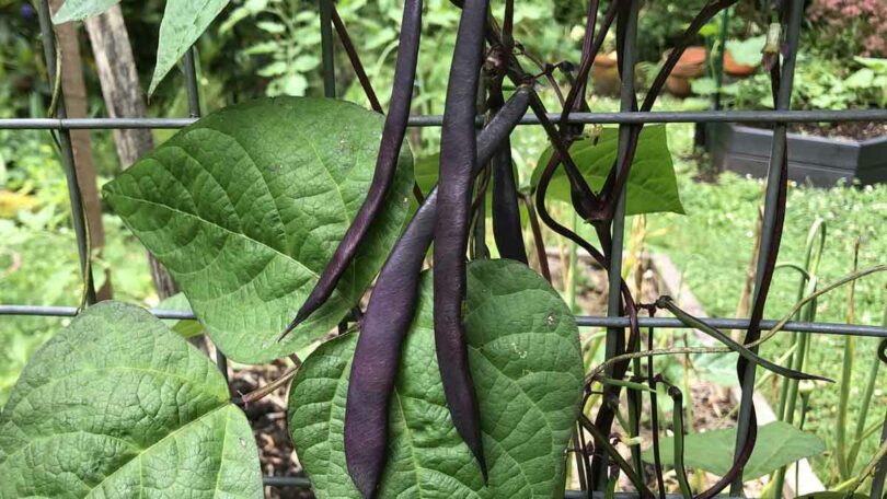 Climbing Purple King Beans