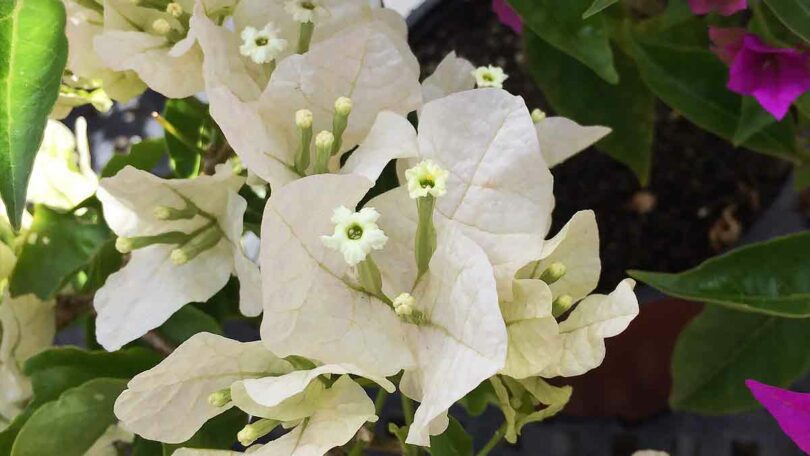 White Flowering Bougainvillea