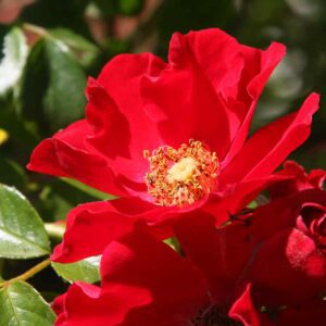 Royal Bassino Rose - Red Flowering Ground Cover Rose