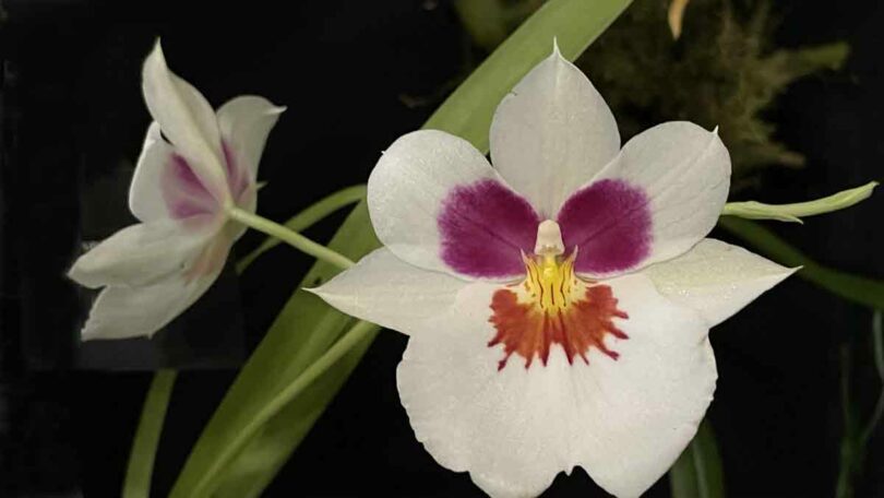 Miltoniopsis Orchid - Jersey Wild Summer