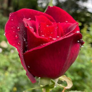 Papa Meilland - Fragrant Red Rose